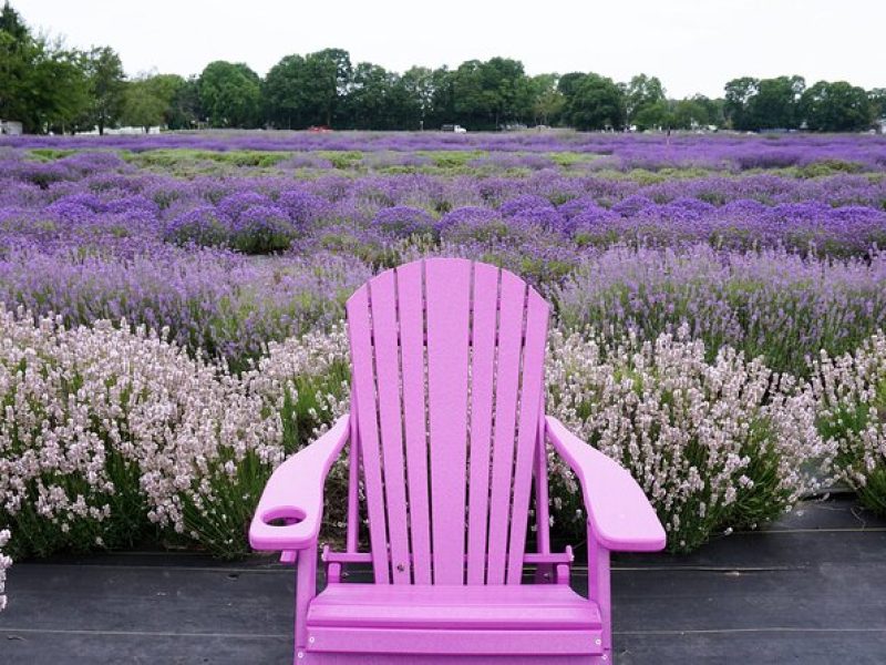Lewin Farms, Lavender By The Bay and Tanger Outlets Full-Day Tour