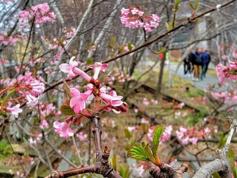 Secrets of the High Line